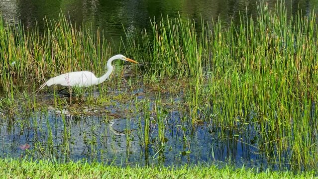 Tropical water bird white Heron hunting by lakeside in Sarasota