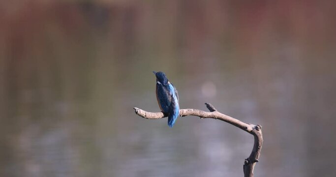 Closeup shot of a small blue bird perching on a branch with blurry background