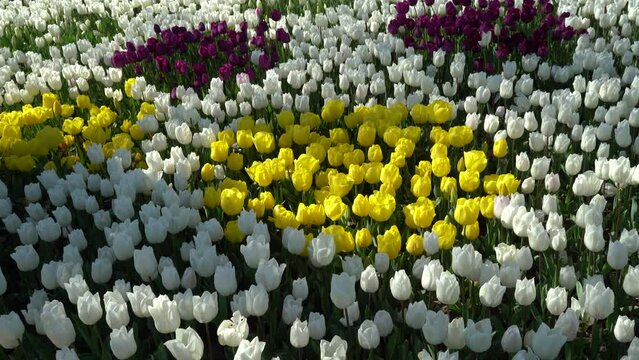 Bulbous flower that blooms every year in April, yellow purple white tulips with very vibrant colors, Turkey Istanbul Emirgan