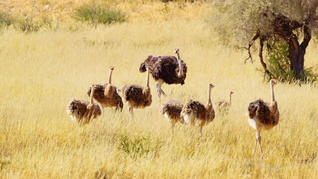 epic shot of wild african common ostrich birds standing in the forest. closeup of african common ostriches walking on grass