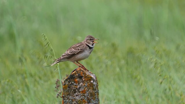 The European calandra lark bird singing in spring, Melanocorypha calandra