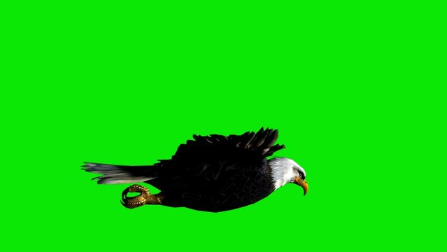 flying bird on green screen