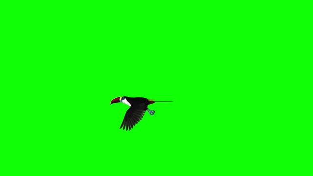 Colorful Toucan Bird  - I - White Throat Blue Eyed - Flying Around Loop - Side View MS - Green Screen - Realistic 3D animation of South American Amazon animal isolated on chroma key background