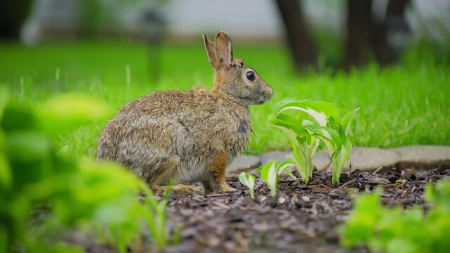 Grey hare, rabbit eating grass on backyard in suburb