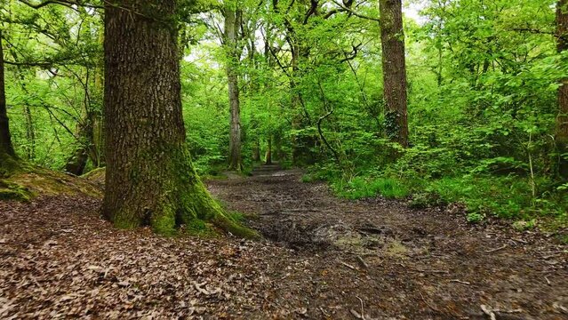 Drone footage low above the ground in Lord's Woods, Southampton, UK