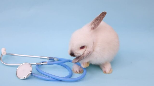 cute white rabbit bunny with stethoscope on neck isolated on blue backdrop or sitting in basket,pills,capsules and syringe on surface. video for veterinary doctor or clinic.animal care concept