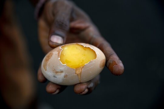 Egg of Melanesian Scrubfowl (Megapodius eremita), delicacy, Mount Tavurvur, Rabaul, East New Britain, Bismarck Archipelago, Papua New Guinea, Oceania