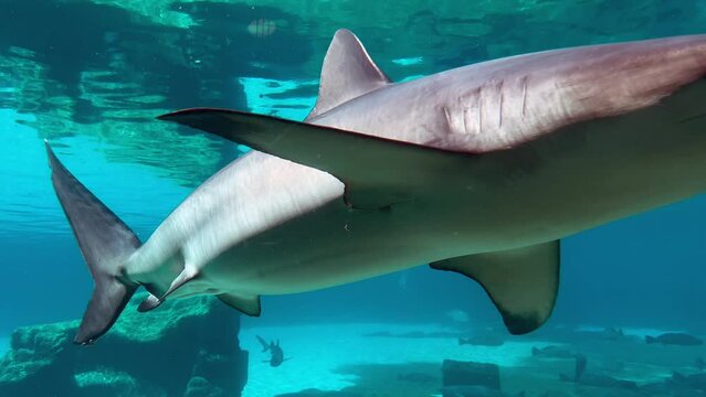 Large bull shark swim underwater in the Pacific ocean.