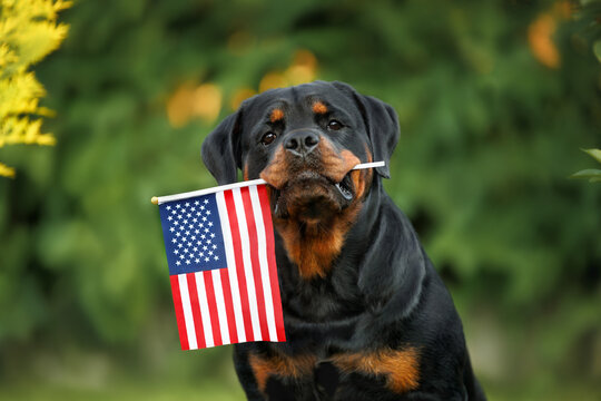 rottweiler dog holding American flag in mouth outdoors on green background