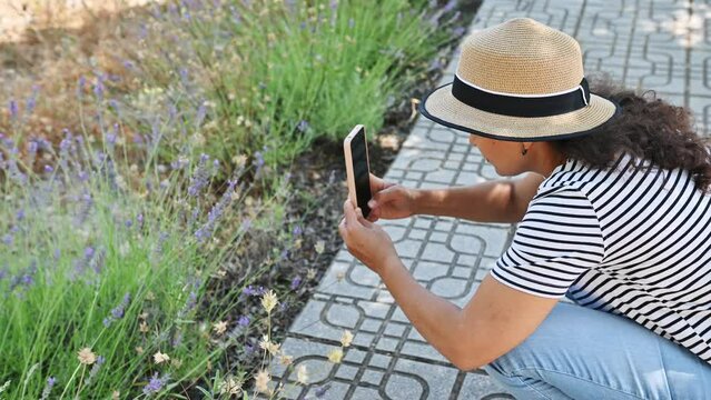 Young woman photographing a bush of blooming lavender plant in the meadow in mountains outdoors on her smartphone. People and nature. Alternative holistic medicine. Aromatherapy Naturopathy Homeopathy