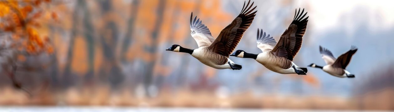 Group of Canada geese flying in formation over a tranquil autumn landscape with blurred background. Scenic wildlife and nature photography.