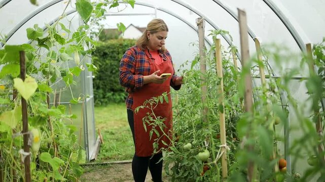 Female farmer hands holding smartphone to take photos of of fresh green organic tomato plants seedling in soil at organic farm. Caucasian female farmer in headband takes picture of large lush tomato