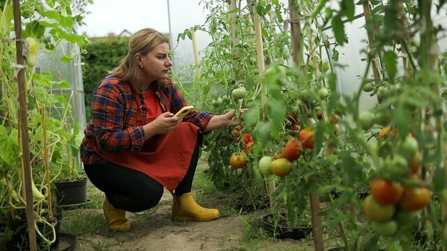 Female farmer hands holding smartphone to take photos of of fresh green organic tomato plants seedling in soil at organic farm. Caucasian female farmer in headband takes picture of large lush tomato