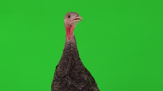 singing young turkey on green background