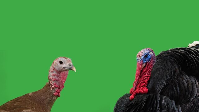 female turkey and male turkey cock sort out their relationship on a green screen