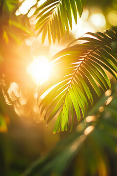 Close-up image of tropical palm leaves in the light of the setting sun