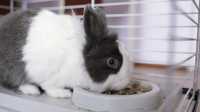 Domestic decorative rabbit in a cage at home. The rabbit eats from a bowl. Cute and fluffy little rabbit pet.