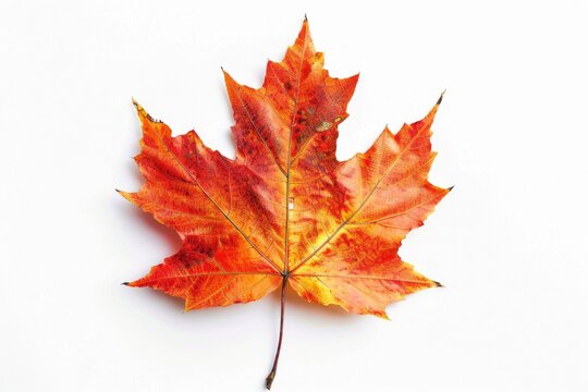 A single red and yellow leaf sits on a white surface, great for autumn or nature-themed designs