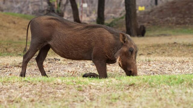 A 4K High Res clip of a warthog grazing on its knees inside a camping ground, showcasing its unique feeding behavior in an unexpected setting. taken during a safari game drive in South Africa