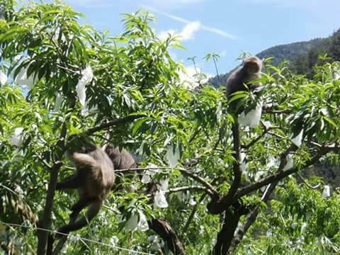 台東縣政府動物管制收容設施計畫，將依「動物收容處所管理作業標準」管理場區，提供收容動物良好照護水準，希望落實遊蕩犬貓及獼猴、山羌、野豬、梅花鹿、黑熊等10餘種台灣野生動物提供一個安全保護的收容處所。(圖／黃仁國會辦公室)