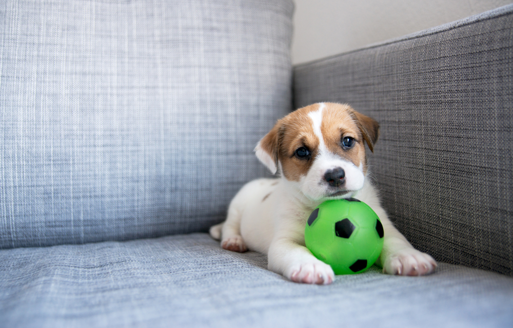 Peer-To-Peer Pet Boarding Marketplace DogVacay Launches Daycare