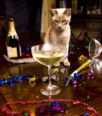 cat looking at glass of champagne