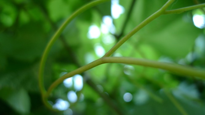 close up of green vine