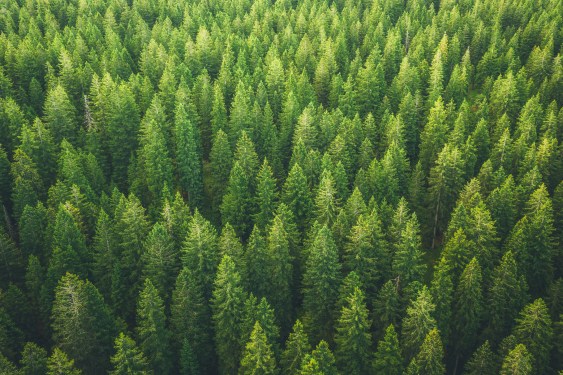 forest seen from above