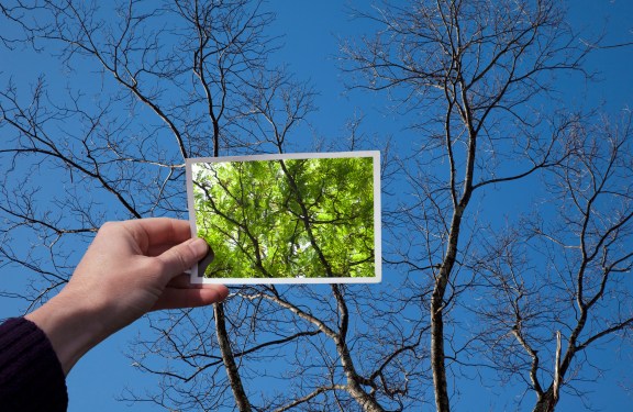 Hand holding snapshot of tree in bloom against the same tree in winter with no leaves; latin america cautious optimism