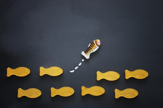 different fish swimming opposite way of identical ones. Courage and success concept. Blackboard background