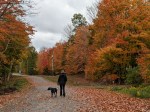 Woman walking a dog down a road with fall foliage all around