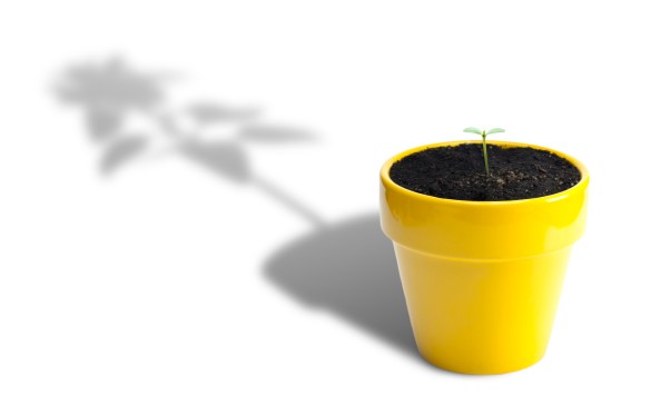 Sunflower seedling in yellow pot with shadow of full grown sunflower.