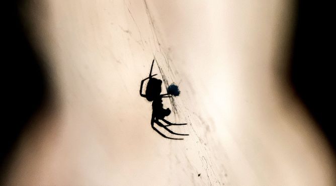 A spider spins a web