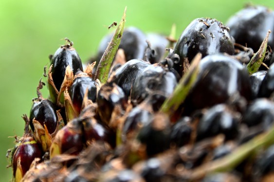 A close-up photograph of ants climbing on palm oil fruit with a blurry green background.