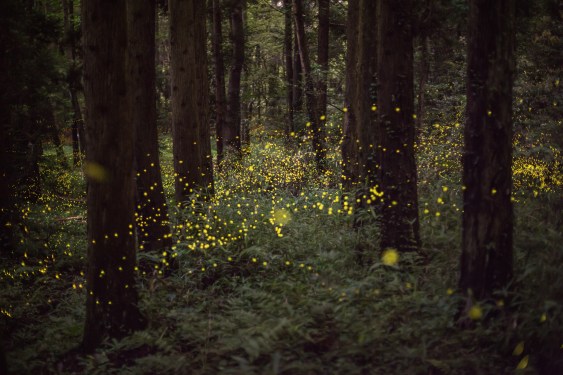 Fireflies in a forest