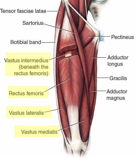 Quadriceps Femoris