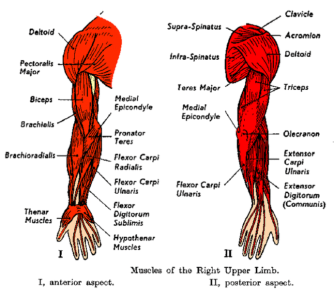 Shoulder & Arms