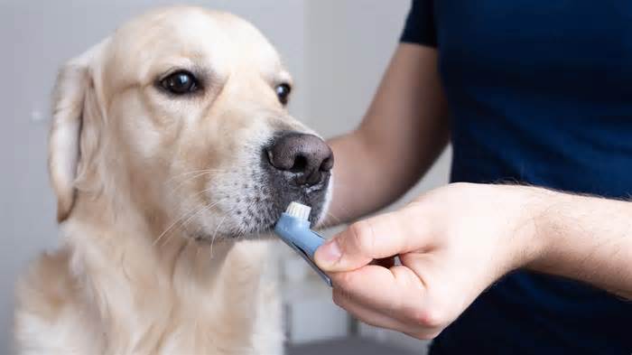 How important is it to look after your dogs' teeth?