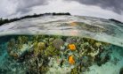 Solomon Islands&#8217; Mega Coral Points the Way to Save Our Reefs