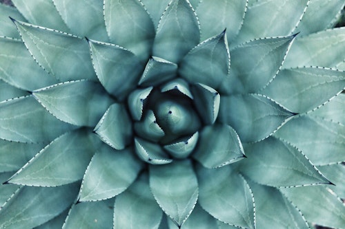 A close-up of a succulent plant