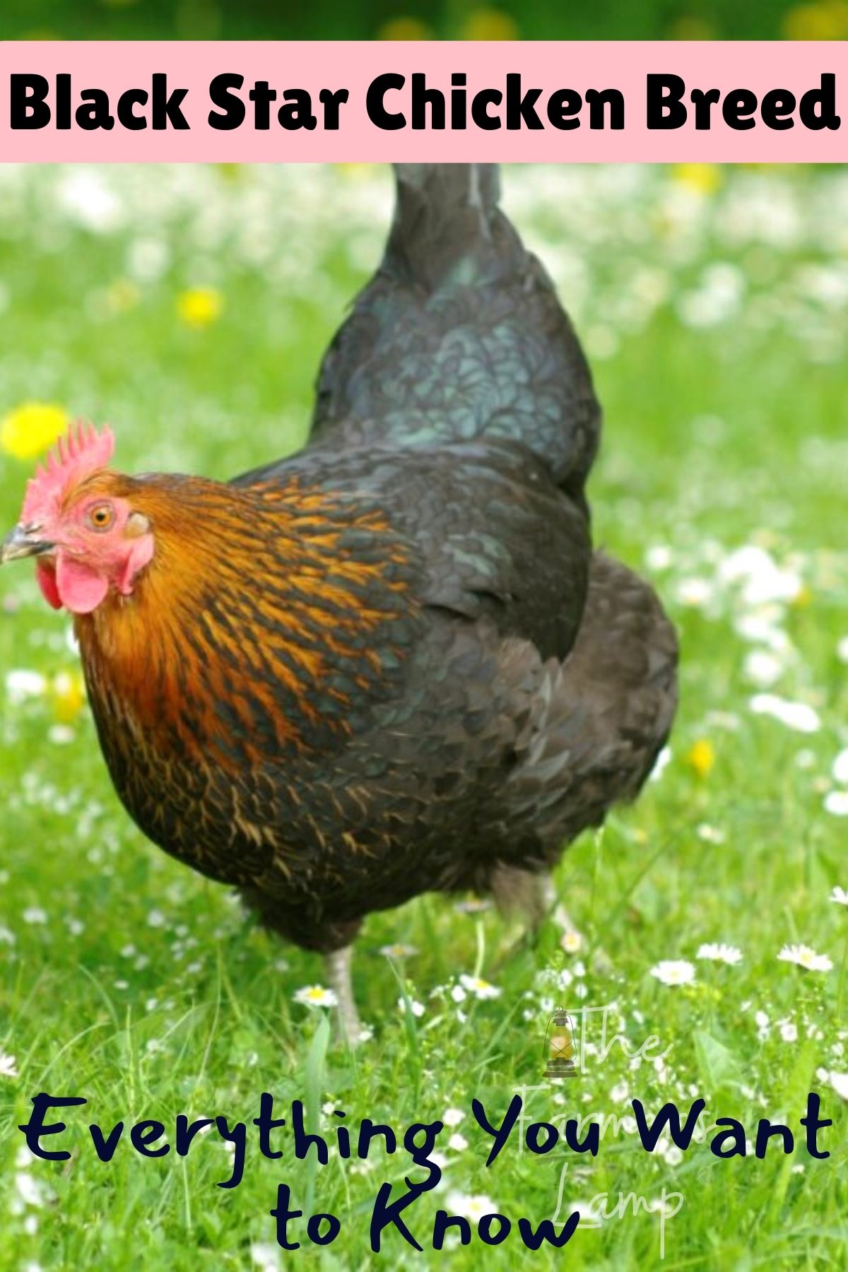 Pin for black star chicken breed