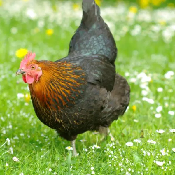 hen of the black star chicken breed