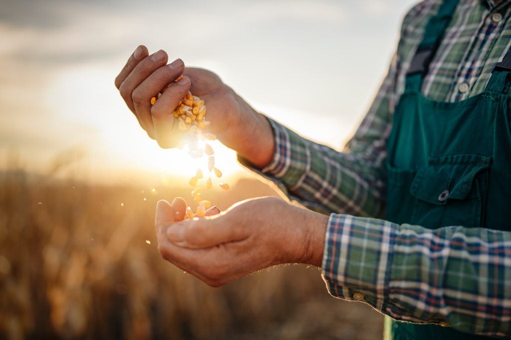 Photo of feed and grain in a field