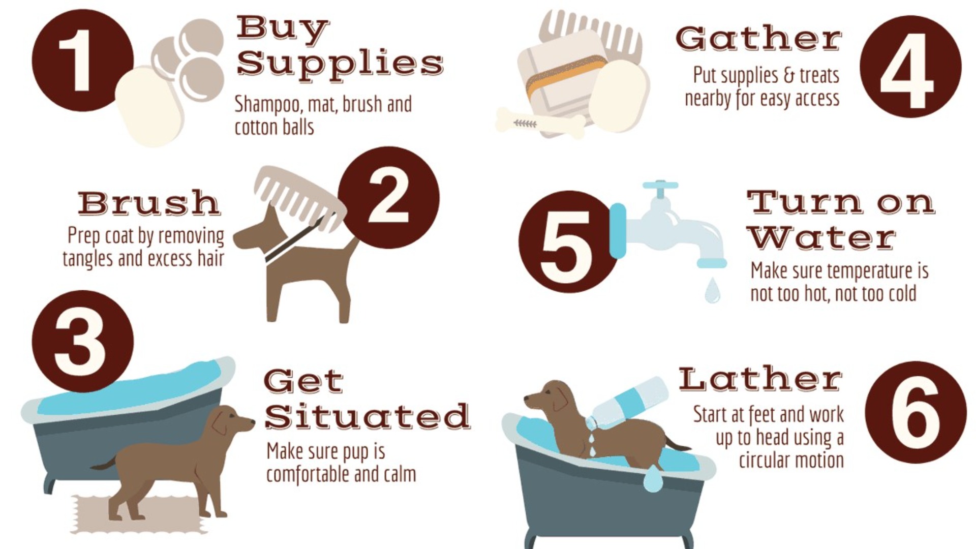 How often should you bathe your dog and how - Tips and tricks