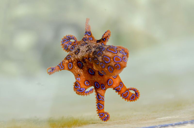 Blue-Ringed Octopus