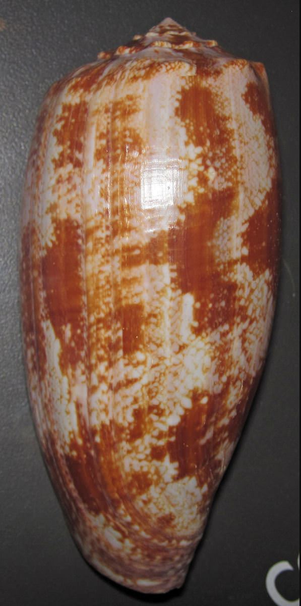 Geographic Cone Snail