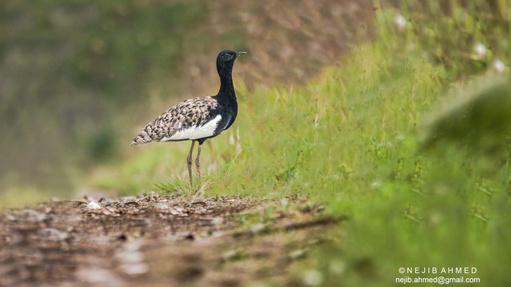 A bird with a black neck and white body stands amidst grass