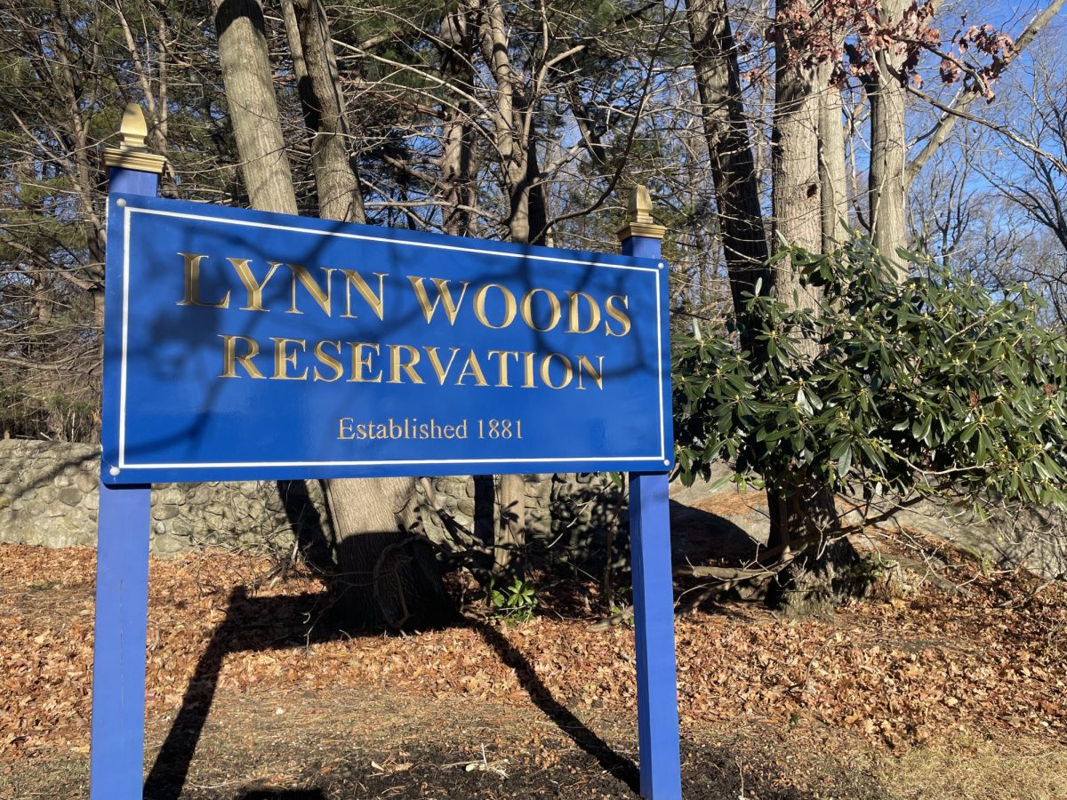 Lynn Woods Reservation, where 427 acres of land were burnt Nov. 8 in the largest brushfire Lynn had in 30 years.