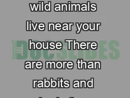 What kind of wild animals live near your house There are more than rabbits and squirrels for sure