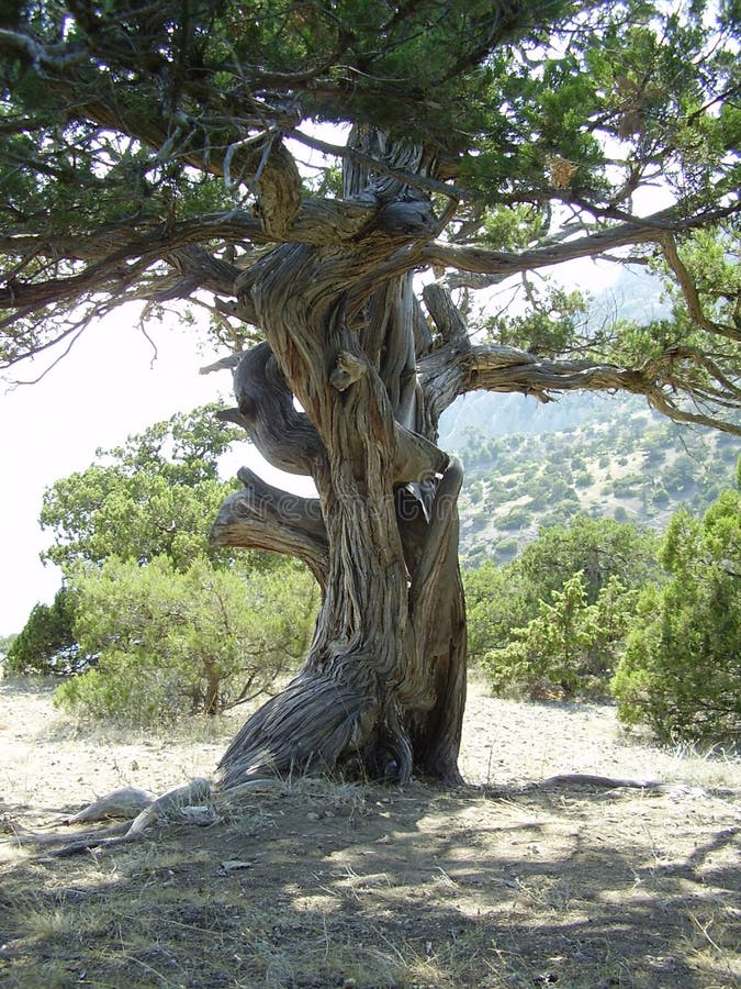 Ancient tree stock photos